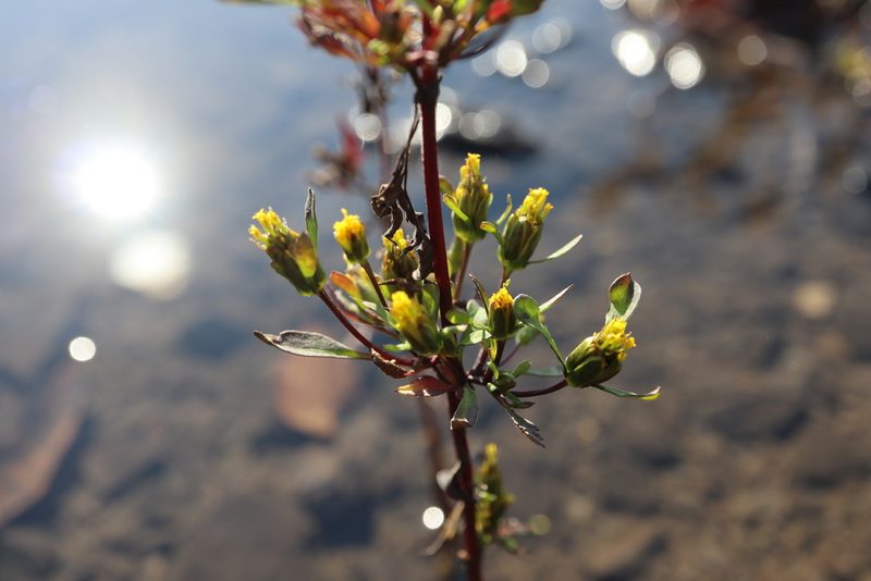 Bidens discoidea, photographed by Henry "Nick" Robertson