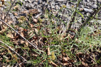 Euthamia graminifolia, photographed by Henry "Nick" Robertson