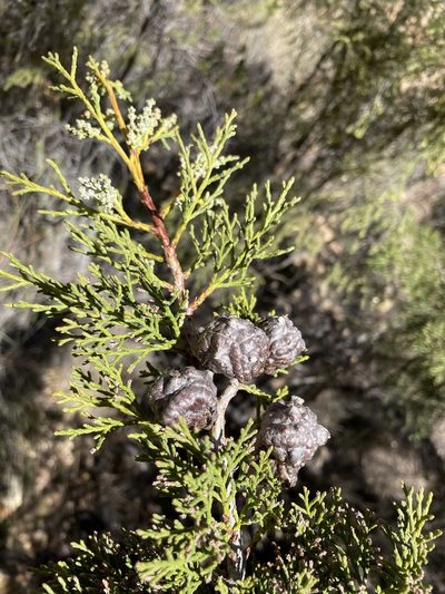 Widdringtonia schwarzii, photographed by Matt Berger
