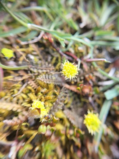 Leptinella serrulata, photographed by Colin Meurk