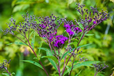 Vernonia gigantea, photographed by Melissa McMasters