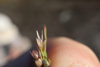 Sporobolus neglectus, photographed by Henry "Nick" Robertson