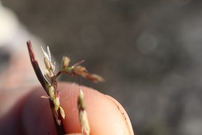 Sporobolus neglectus, photographed by Henry "Nick" Robertson
