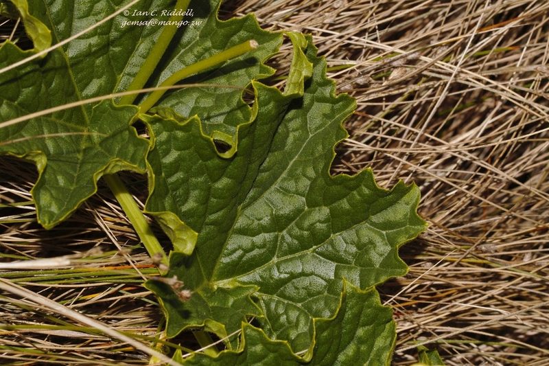 Peponium chirindense, photographed by i_c_riddell