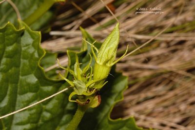 Peponium chirindense, photographed by i_c_riddell
