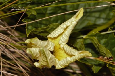 Peponium chirindense, photographed by i_c_riddell