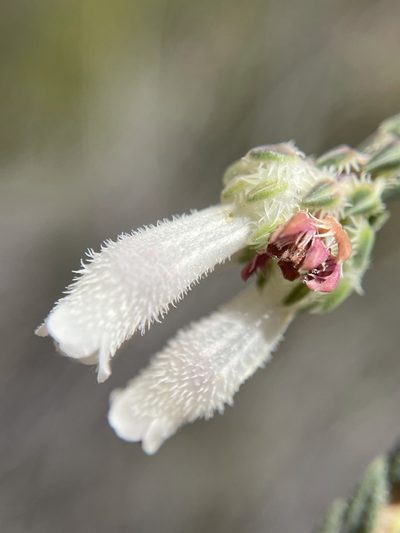 Erica pectinifolia, photographed by Matt Berger