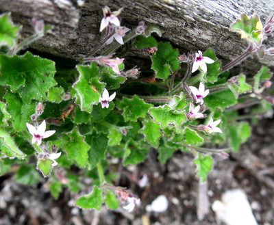 Lobelia ardisiandroides, photographed by Di Turner