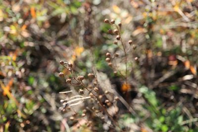 Agalinis tenuifolia, photographed by Henry "Nick" Robertson