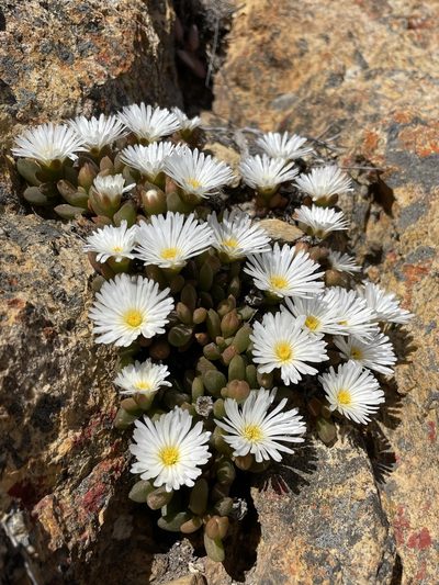 Delosperma esterhuyseniae, photographed by Matt Berger