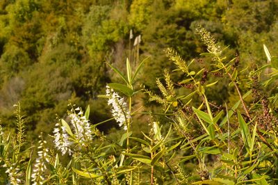 Veronica macrocarpa, photographed by Andrea Gantzer