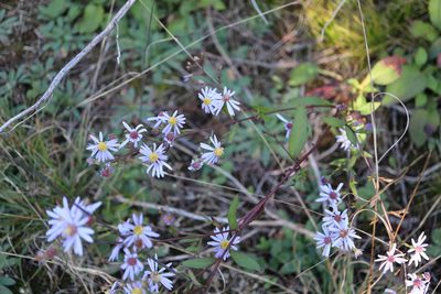 Symphyotrichum ciliolatum, photographed by Henry "Nick" Robertson