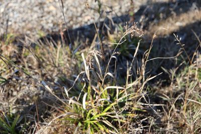 Scirpus pendulus, photographed by Henry "Nick" Robertson