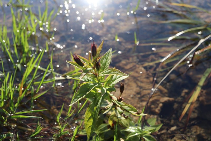 Mimulus ringens, photographed by Henry "Nick" Robertson