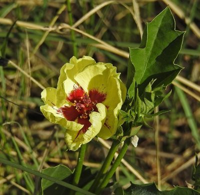 Cienfuegosia drummondii, photographed by Hugo Hulsberg
