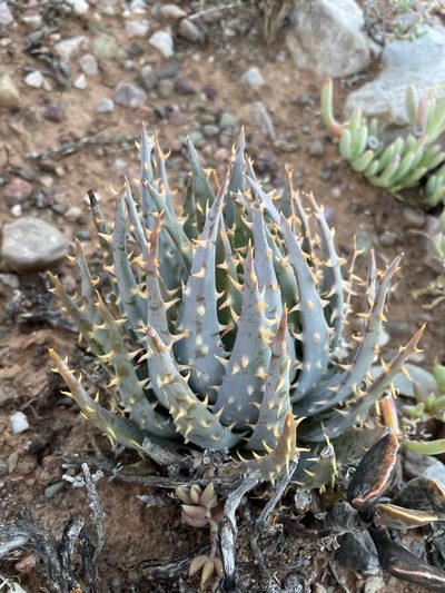 Aloe longistyla, photographed by Matt Berger