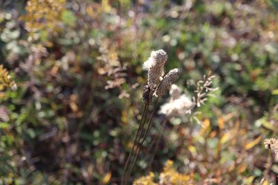 Anemone cylindrica, photographed by Henry "Nick" Robertson