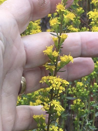 Solidago erecta, photographed by Becky Dill
