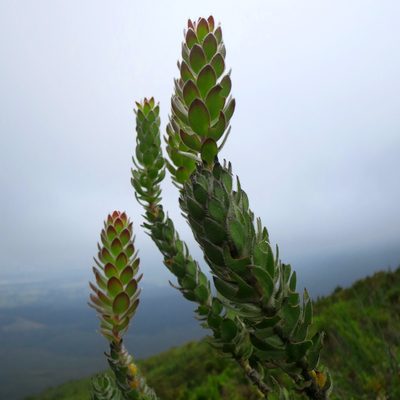 Mimetes pauciflorus, photographed by Di Turner