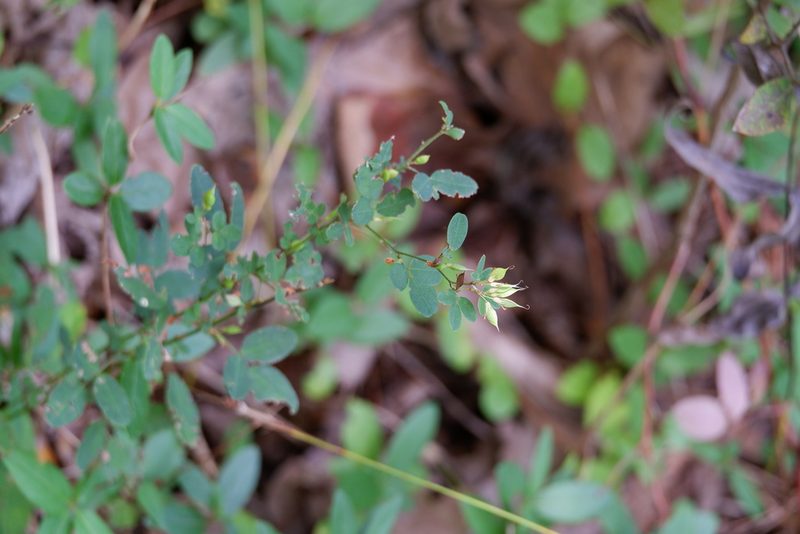 Lespedeza violacea, photographed by Bonnie Semmling