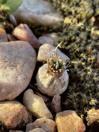 Nicipe sardienii, photographed by Matt Berger