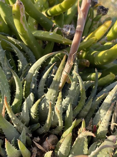 Aloe humilis, photographed by Matt Berger