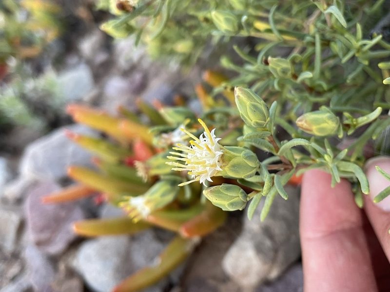 Pteronia succulenta, photographed by Matt Berger