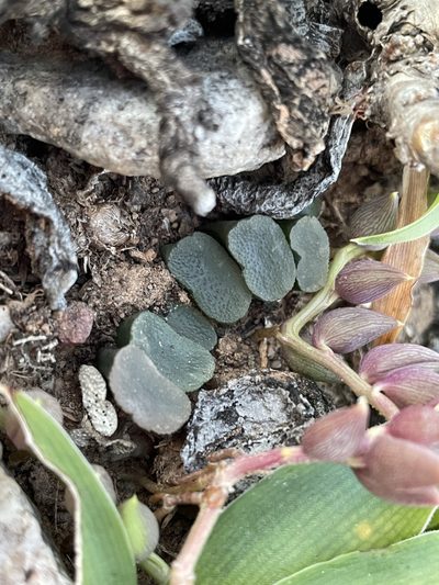 Haworthia truncata, photographed by Matt Berger