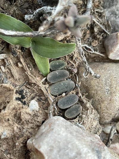 Haworthia truncata, photographed by Matt Berger
