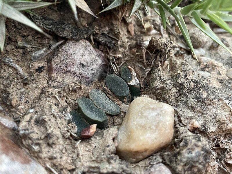 Haworthia truncata, photographed by Matt Berger