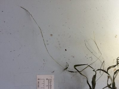 Muhlenbergia tenuiflora, photographed by naturalist charlie