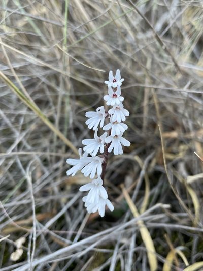 Holothrix parviflora, photographed by Matt Berger