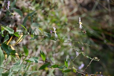 Symphyotrichum patens, photographed by Bonnie Semmling