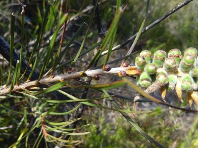 Melaleuca linearis, photographed by Gary Williams