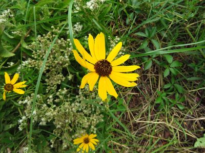 Helianthus angustifolius, photographed by Annika Lindqvist