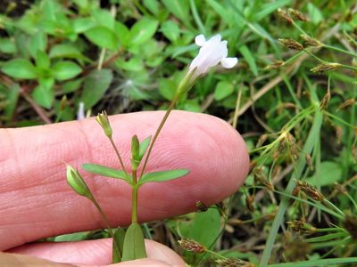 Lindernia dubia, photographed by Annika Lindqvist