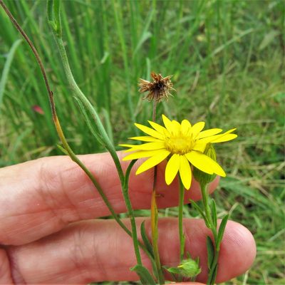 Bradburia pilosa, photographed by Annika Lindqvist