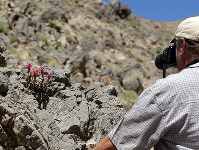 Penstemon calcareus, photographed by Steve Matson