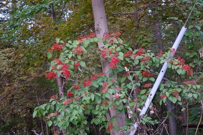 Viburnum dilatatum, photographed by Bonnie Semmling