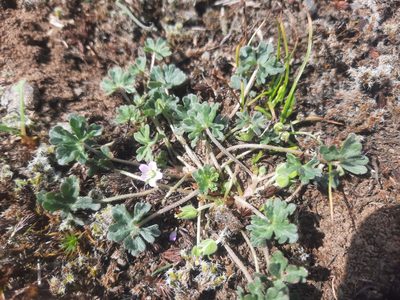 Geranium retrorsum, photographed by Alice Shanks