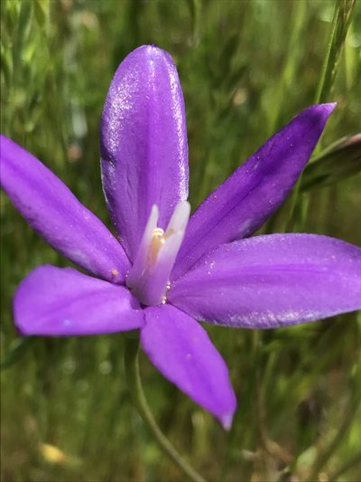 Brodiaea appendiculata, photographed by Leah Gardner