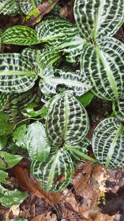 Geogenanthus poeppigii, photographed by Círculo de Investigación en Taxonomía, Florística y Ecología Vegetal