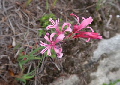 Tritoniopsis ramosa, photographed by Di Turner