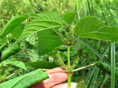 Boehmeria cylindrica, photographed by Annika Lindqvist