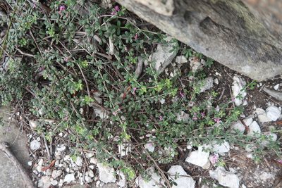 Indigofera outrampsii, photographed by Di Turner