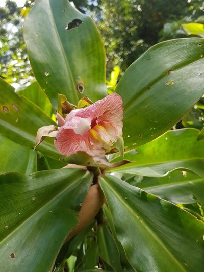 Costus guanaiensis, photographed by Círculo de Investigación en Taxonomía, Florística y Ecología Vegetal