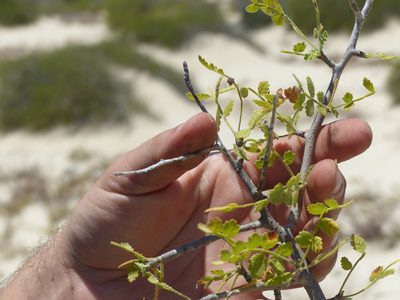 Bursera filicifolia, photographed by Bill Levine
