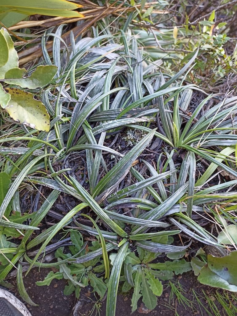 Celmisia graminifolia, photographed by Oscar Dove