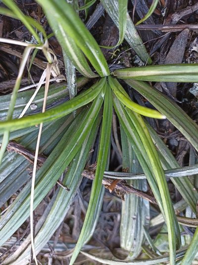 Celmisia graminifolia, photographed by Oscar Dove