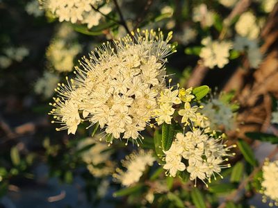 Phebalium squamulosum, photographed by Andrew Harvey